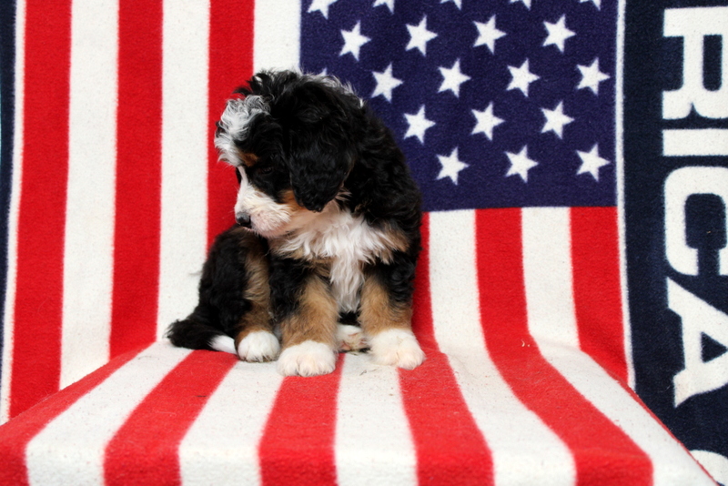 puppy, for, sale, Mini Bernedoodle, Matthew B. Stoltzfus, dog, breeder, Gap, PA, dog-breeder, puppy-for-sale, forsale, nearby, find, puppyfind, locator, puppylocator, aca